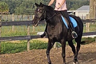 Horse Riding in Brandon Florida