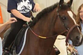 Horse Riding in Buffalo New York