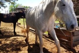 Horse Riding in Edmond Oklahoma