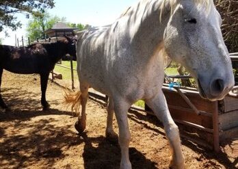 Horse Riding in Edmond Oklahoma