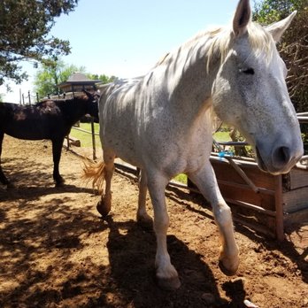 Horse Riding in Edmond Oklahoma