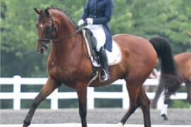 Horse Riding in Gaithersburg Maryland