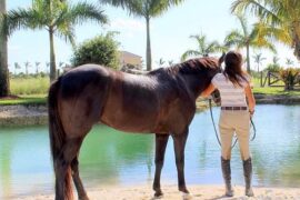 Horse Riding in Homestead Florida