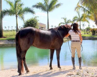 Horse Riding in Homestead Florida