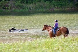 Horse Riding in Jackson Mississippi