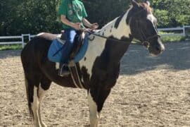 Horse Riding in Norwalk Connecticut