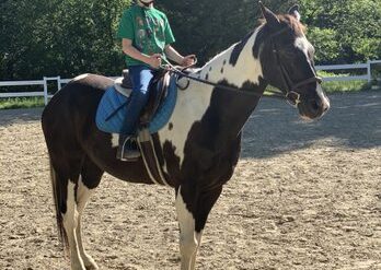 Horse Riding in Norwalk Connecticut