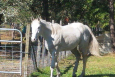 Horse Riding in Palm Bay Florida