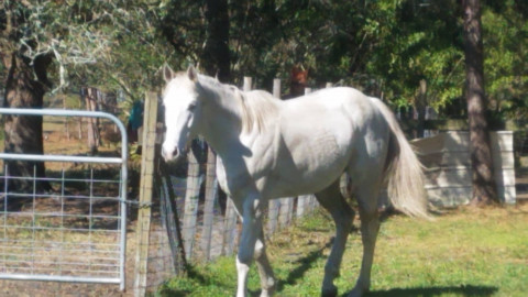 Horse Riding in Palm Bay Florida