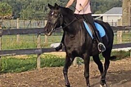 Horse Riding in Riverview Florida