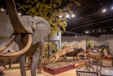 Museums in Sioux Falls South Dakota