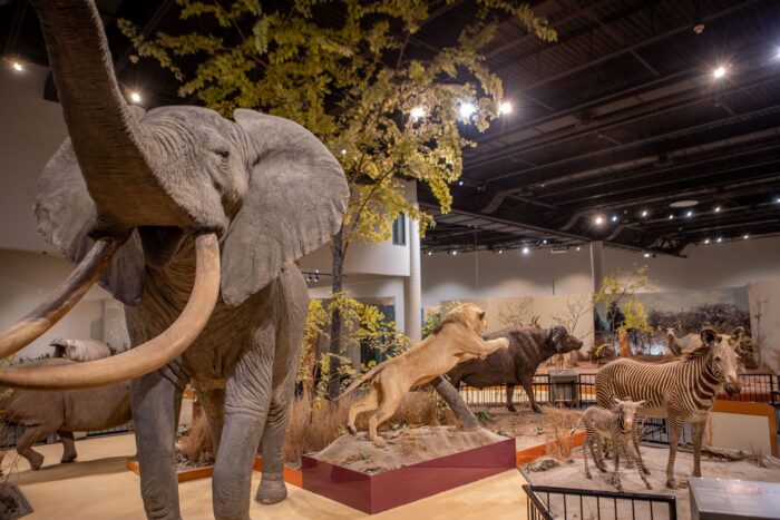 Explore the Best Museums in Sioux Falls South Dakota