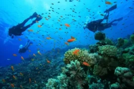 Snorkelling Locations in Hoover Alabama