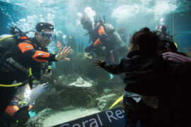 Snorkelling Locations in New York City