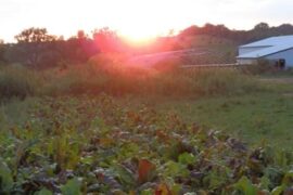 Strawberry Picking Places in Arlington Heights Illinois