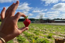 Strawberry Picking Places in Aurora Colorado