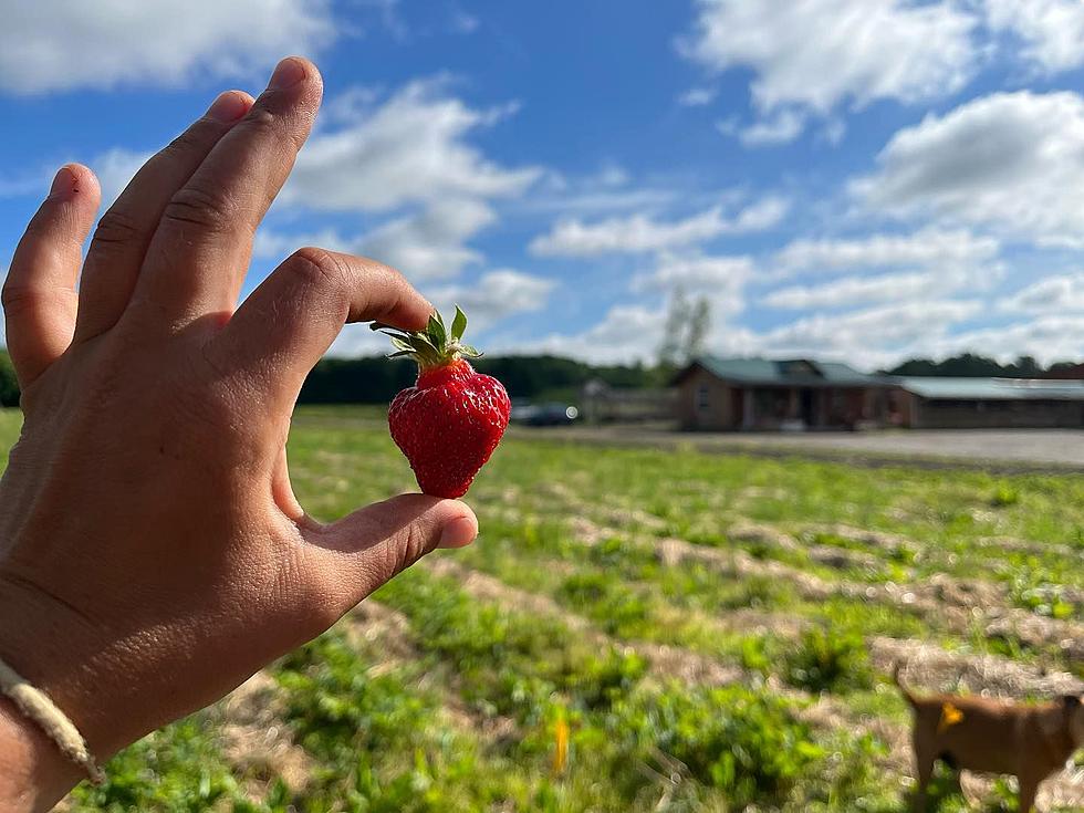 Strawberry Picking Places in Aurora Colorado