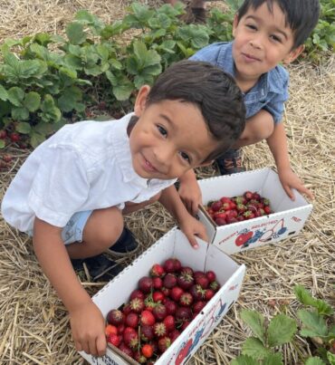 Strawberry Picking Places in Aurora Illinois