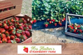 Strawberry Picking Places in Baton Rouge Louisiana