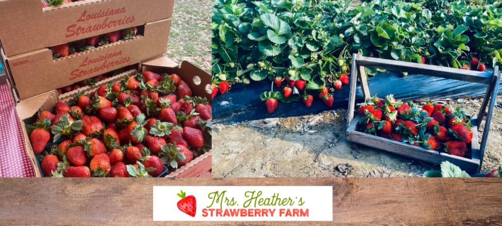 Strawberry Picking Places in Baton Rouge Louisiana