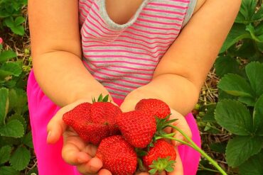 Strawberry Picking Places in Bethesda Maryland