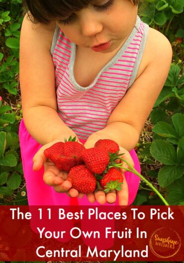 Strawberry Picking Places in Bethesda Maryland