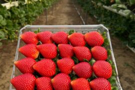 Strawberry Picking Places in Billings Montana