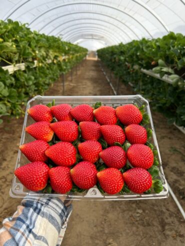 Strawberry Picking Places in Billings Montana