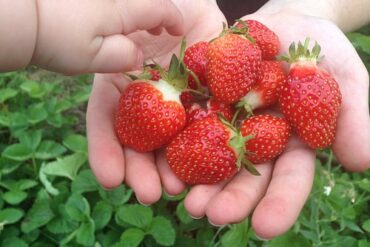 Strawberry Picking Places in Blaine Minnesota