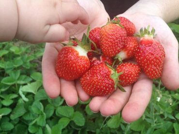 Strawberry Picking Places in Blaine Minnesota