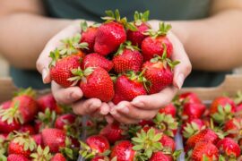 Strawberry Picking Places in Brandon Florida