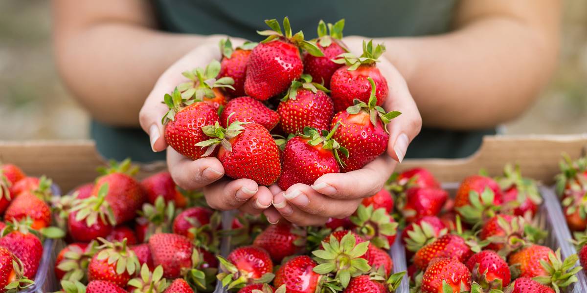 Strawberry Picking Places in Brandon Florida