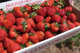 Strawberry Picking Places in Bridgeport Connecticut