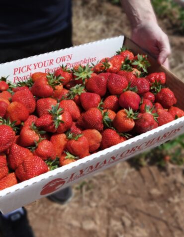 Strawberry Picking Places in Bridgeport Connecticut