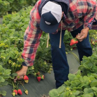 Strawberry Picking Places in Broomfield Colorado