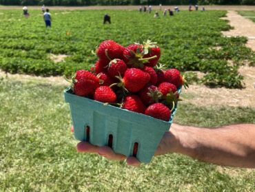 Strawberry Picking Places in Carmel Indiana