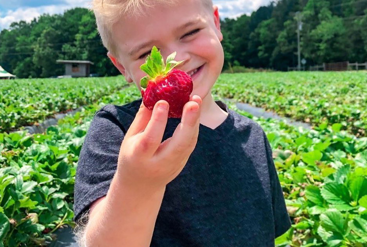 Strawberry Picking Places in Castle Rock Colorado