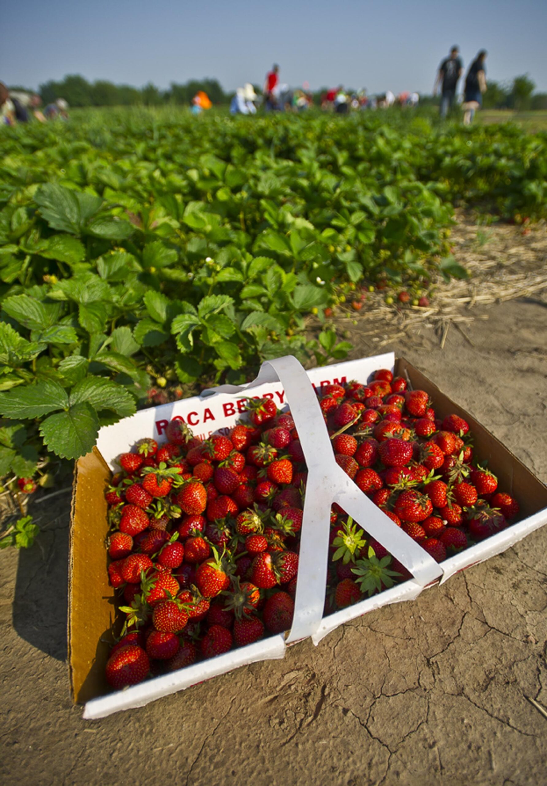 Strawberry Picking Places in Centennial Colorado