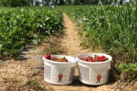 Strawberry Picking Places in Centreville Virginia