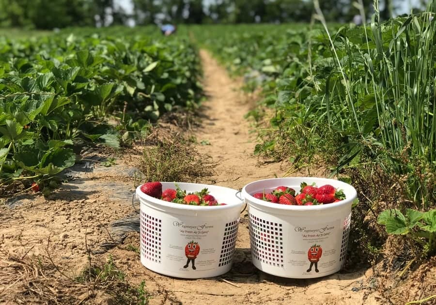 Strawberry Picking Places in Centreville Virginia