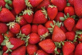 Strawberry Picking Places in Chesapeake Virginia