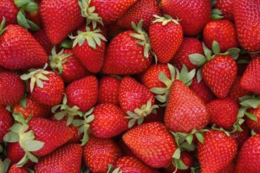 Strawberry Picking Places in Chesapeake Virginia