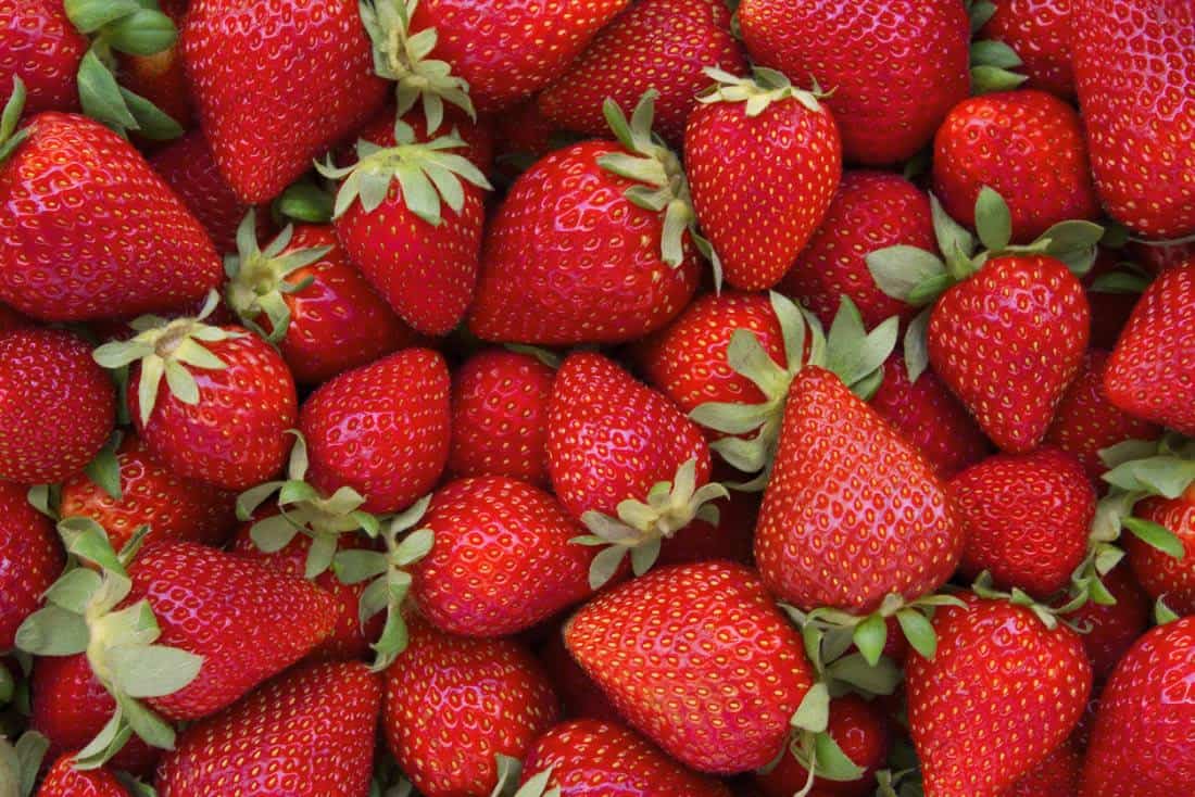 Strawberry Picking Places In Chesapeake Virginia 