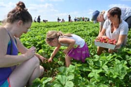 Strawberry Picking Places in Columbia Maryland