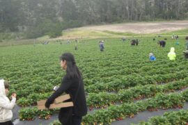 Strawberry Picking Places in Concord California