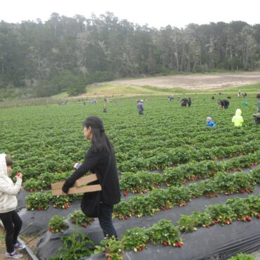 Strawberry Picking Places in Concord California