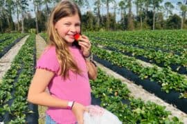 Strawberry Picking Places in Deltona Florida