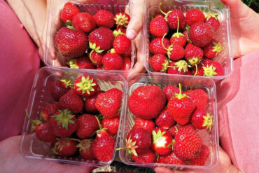 Strawberry Picking Places in Eagan Minnesota