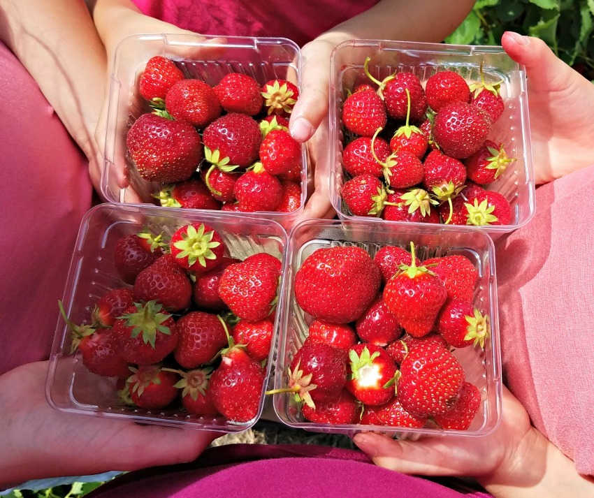 Strawberry Picking Places in Eagan Minnesota