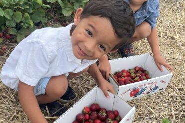 Strawberry Picking Places in Elgin Illinois